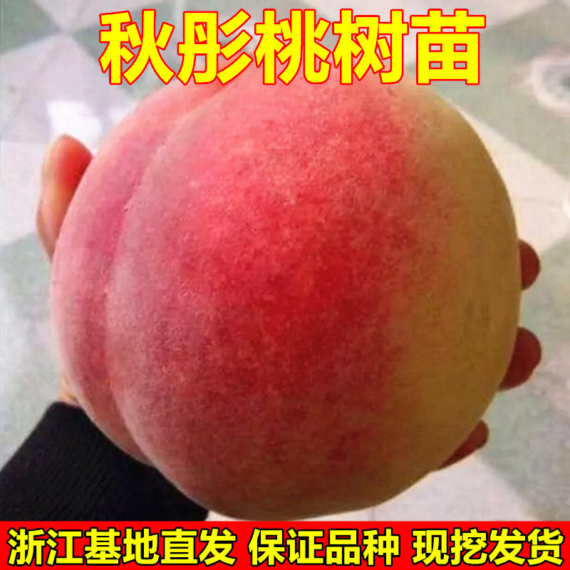 嫁接桃树苗秋彤桃树苗离核全红不套袋果大丰产甜南北方种植果树苗