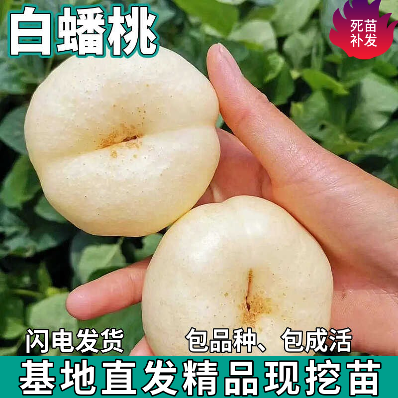 奶油白蟠桃树苗南北方地