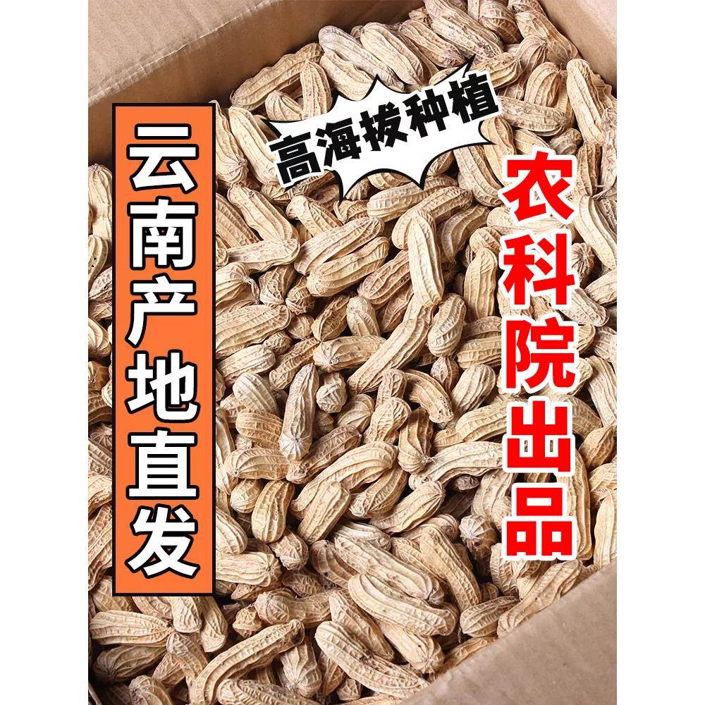 新货云南七彩花生带壳生的原味炒熟普洱特产老品种五彩花生米