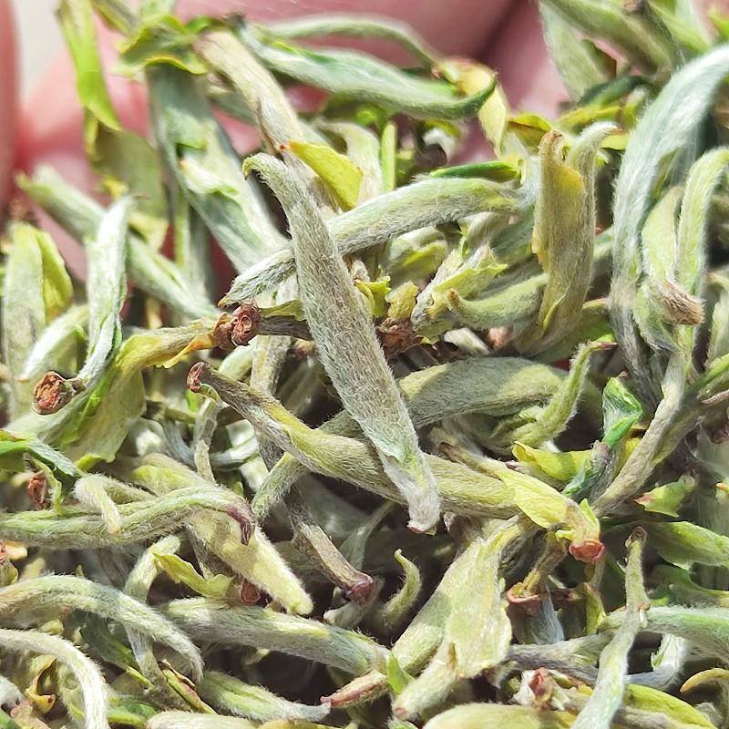 兰州春尖明前绿茶 云南高山手工炒青茶 临沧春采炒青绿茶