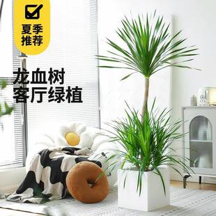 龙血树客厅绿植龙须树盆栽办公室高杆造型植物龙铁树室内大型落地