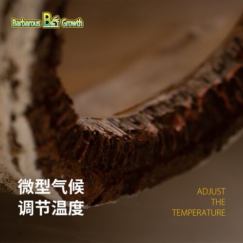 BG鬃狮蜥爬宠白桦木躲避饲养箱躲避屋躲避洞宠物爬行动物蜥蜴造景
