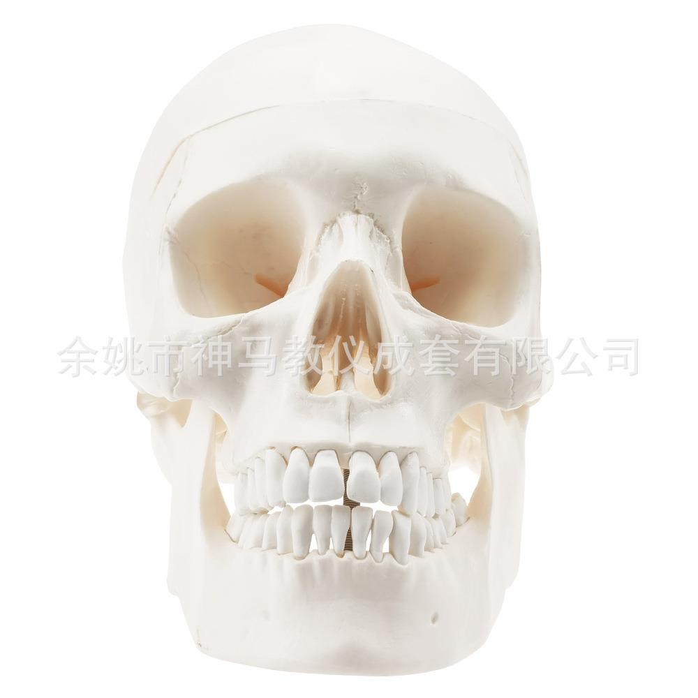 人体头颅骨自然大逼真模型白色头骨下巴可活动仿真模型
