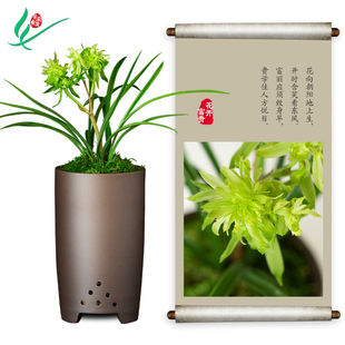 春兰兰花苗花开富贵绿带草植物卉盆景栽土浓香名贵花苞建墨蕙室内