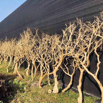 原树枝干树枝皮树枝内室造型树枝枯385去树木枝装饰树枝造景