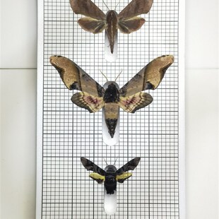 昆虫蛾类 三槽适用于所有中大型天蛾大蚕蛾类 展翅板15cm33cm