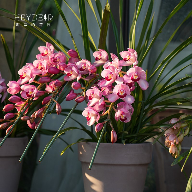海蒂的花园年宵花兰花大花蕙兰盆栽带花苞花卉植物室内花客厅阳台