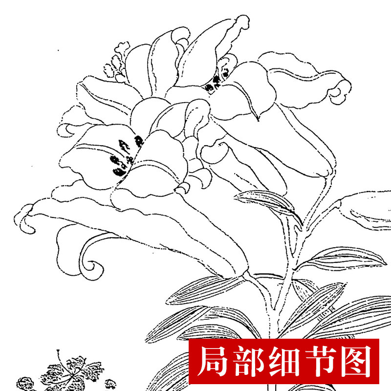 CQ37工笔画白描打印底稿 恽寿平-百花图卷(全卷)临摹练习线描