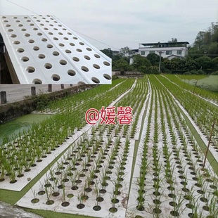 鱼塘水稻种植漂浮板蔬菜稻谷水上种植板浮床 鱼稻共生种植 泡沫板