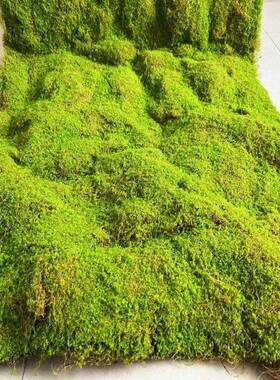仿真苔饰藓植绒绿色苔假藓青苔微HOQ景观盆装材景料草坪草皮装饰