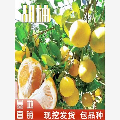 胡柚树苗南北方庭院地栽