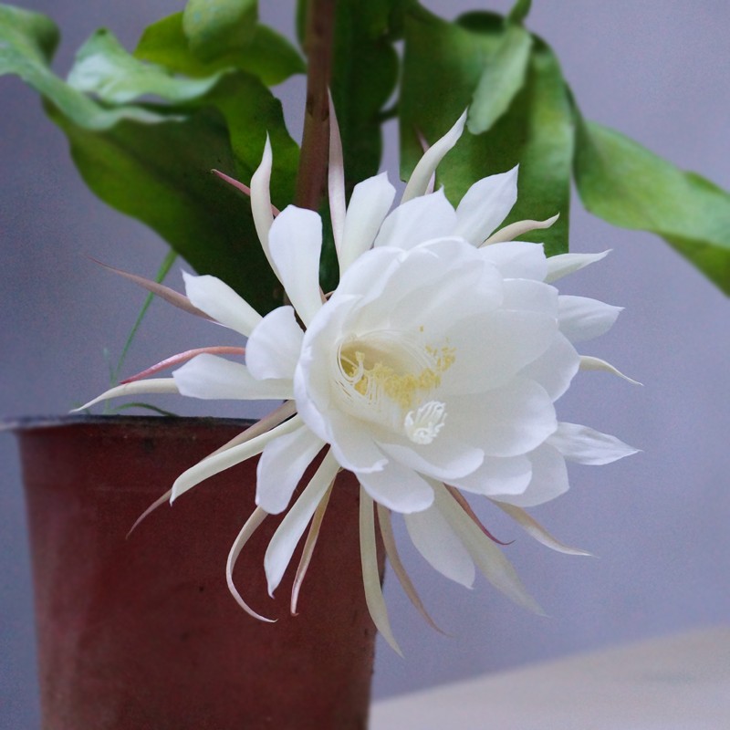 昙花苗盆栽植物室内阳台观花花卉四季易成活浓香绿植盆景昙花一现