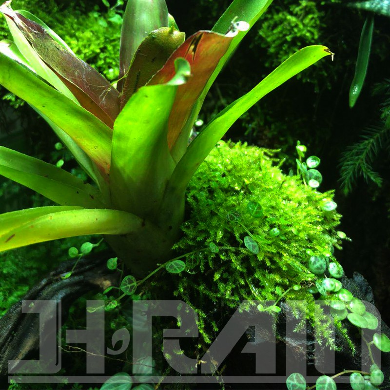 雨林缸水陆缸微景观小灰藓白发藓盆景雨林缸苔藓
