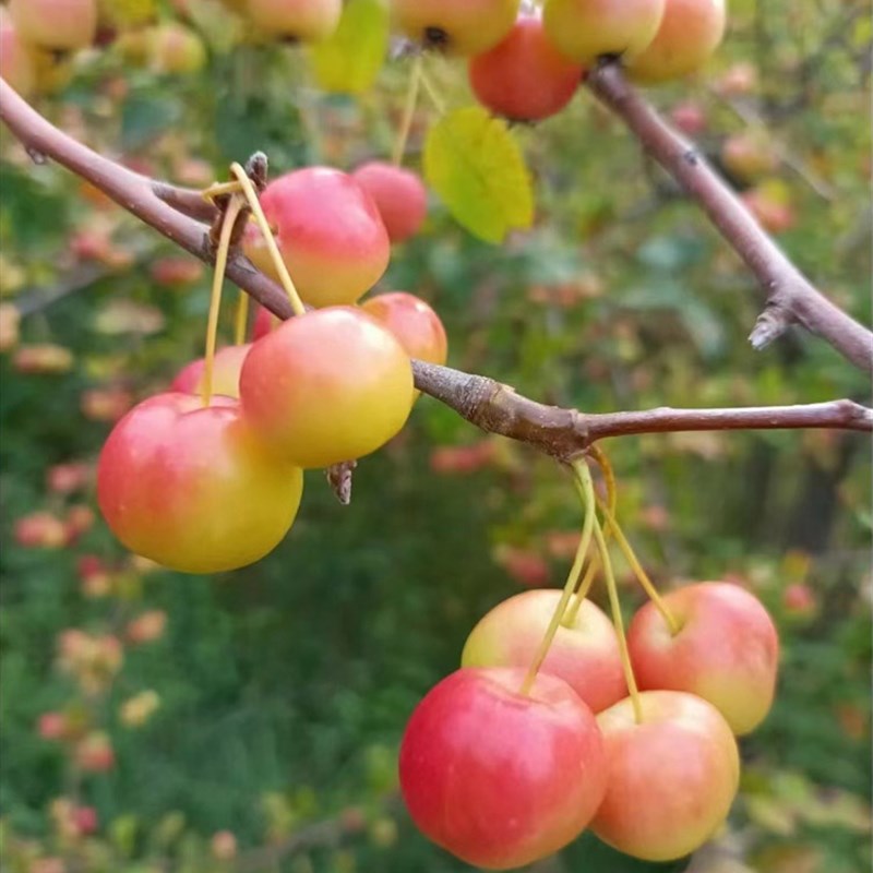 海棠花盆栽冬红果老桩盆景树苗阳台花卉庭院耐寒植物原生重瓣海棠