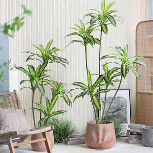 北欧艺术圆形水泥大花盆酒店客厅搭装饰阳台器家居植餐厅绿花落地