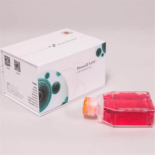 普诺赛  CP-H081/CP-H243人主动脉/肺动脉平滑肌细胞(原代永生化)