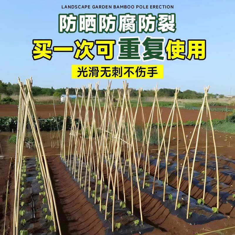 竹竿菜搭蔬菜黄葡瓜番茄架豆角园架杆竹篱笆栅竹竿青色栏小竹子细