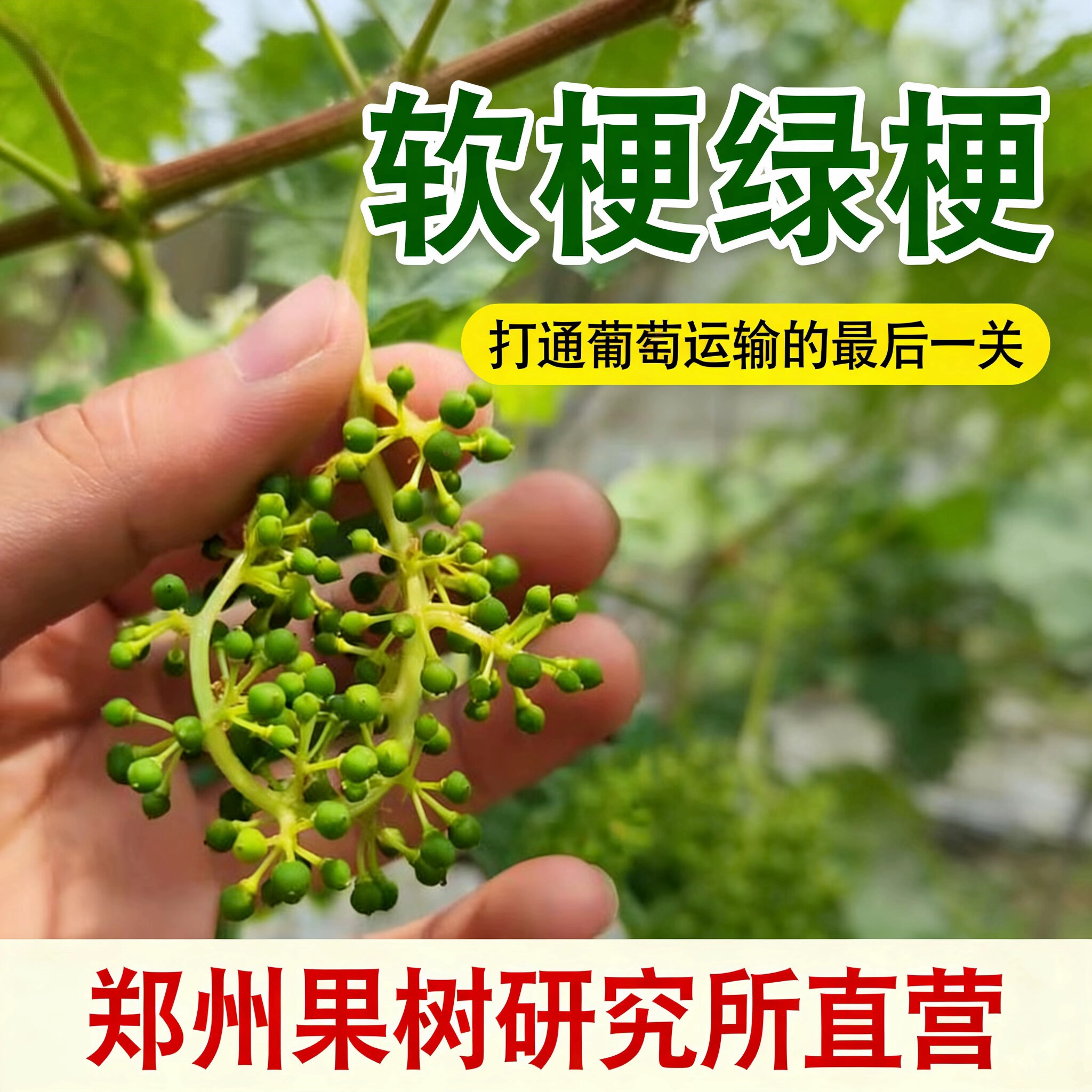 郑果所普罗塞汀软梗剂葡萄果梗软化阳光玫瑰膨大处理巨峰黑黄海藻