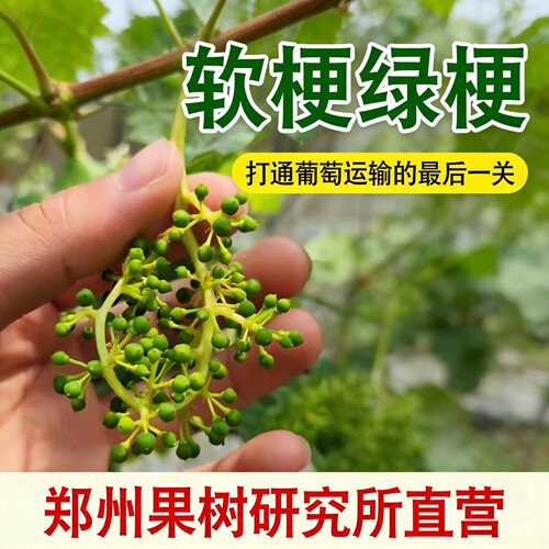 葡萄软梗剂罗塞汀倍丰膨大保果剂