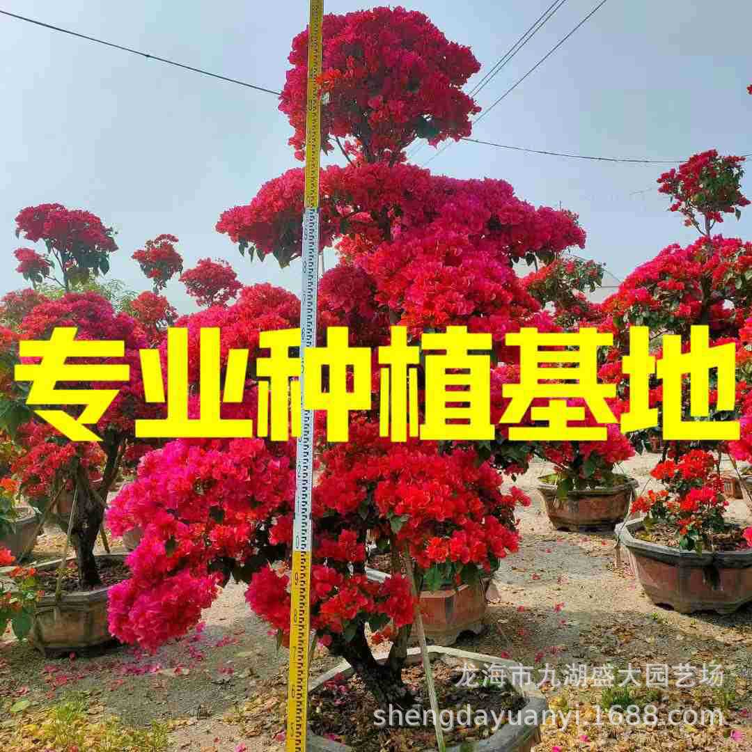 福建造型红花三角梅批发 多色彩色紫色三角梅桩景 五颜六色勒杜鹃