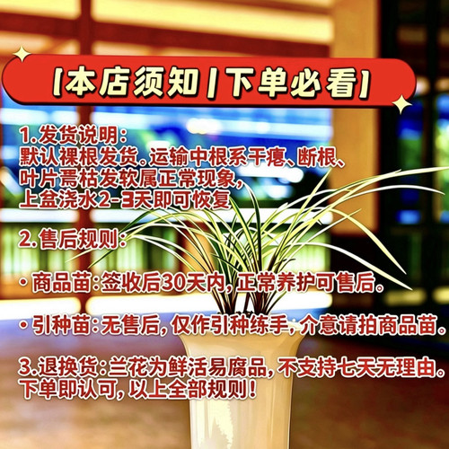 60元淘天直播间兰花专拍一物一拍