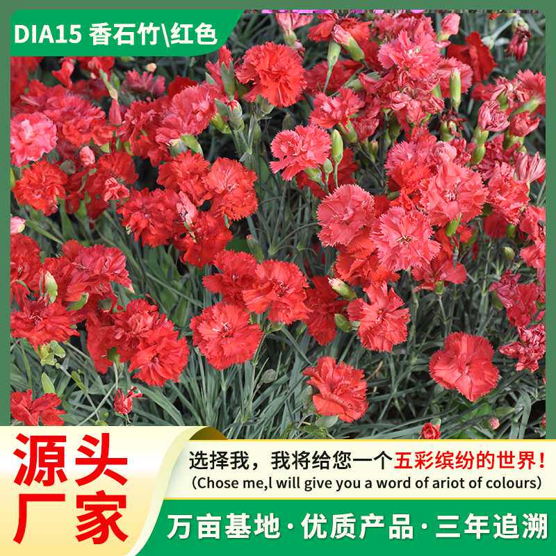 香石竹红色花种籽景观绿化易活庭院家庭盆栽阳台园艺耐寒多年生