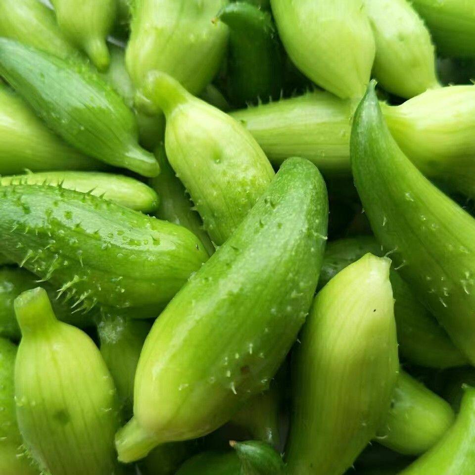 云南德宏特产新鲜蔬菜小雀瓜小角瓜美味素食装短季时令蔬菜