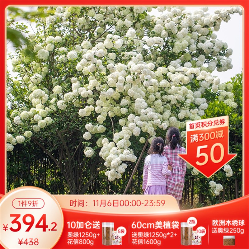 海蒂的花园中华木绣球斗球灌木花卉庭院大型造景木本植物盆栽树苗