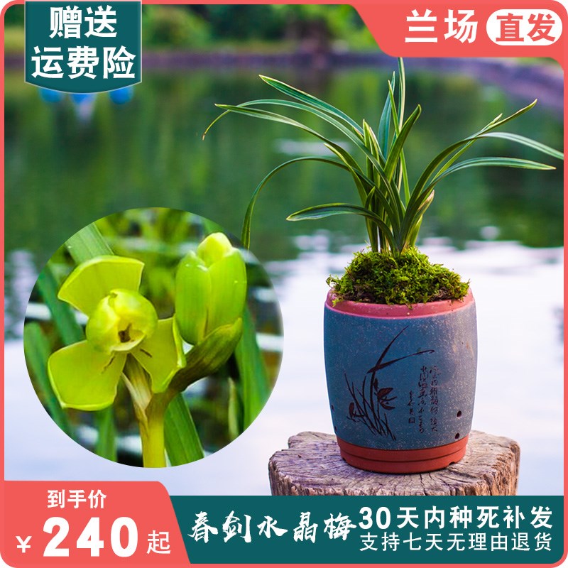 大众国兰草春剑水晶艺名贵兰花苗高档矮种带花苞兰花梅瓣大富贵