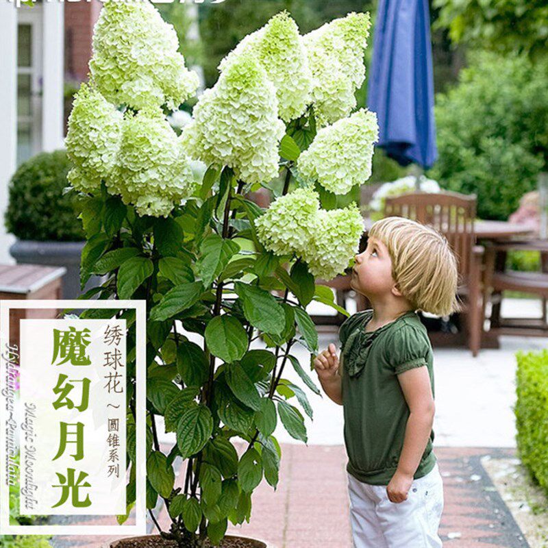 圆锥绣球花苗魔幻月光石灰灯香草草莓八仙花盆栽花卉阳台花园植物