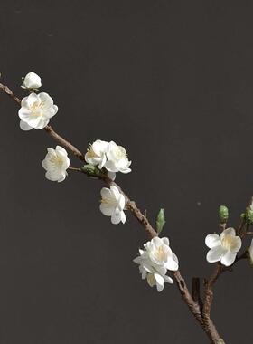 春三37852月舞蹈花舞蹈枝服具装搭道演出配服纱衣花枝高端腊仿梅