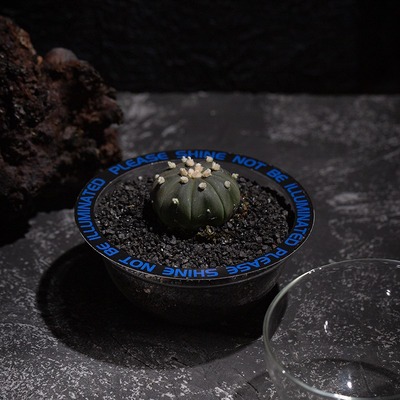 【流浪星球】仙人掌多肉绿植微景观室办公室桌面小盆栽创意礼盒