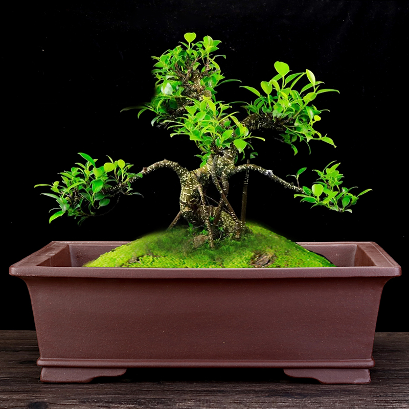 紫砂花盆大号精品长方形客厅盆景盆室内假山榕树老桩花卉绿植