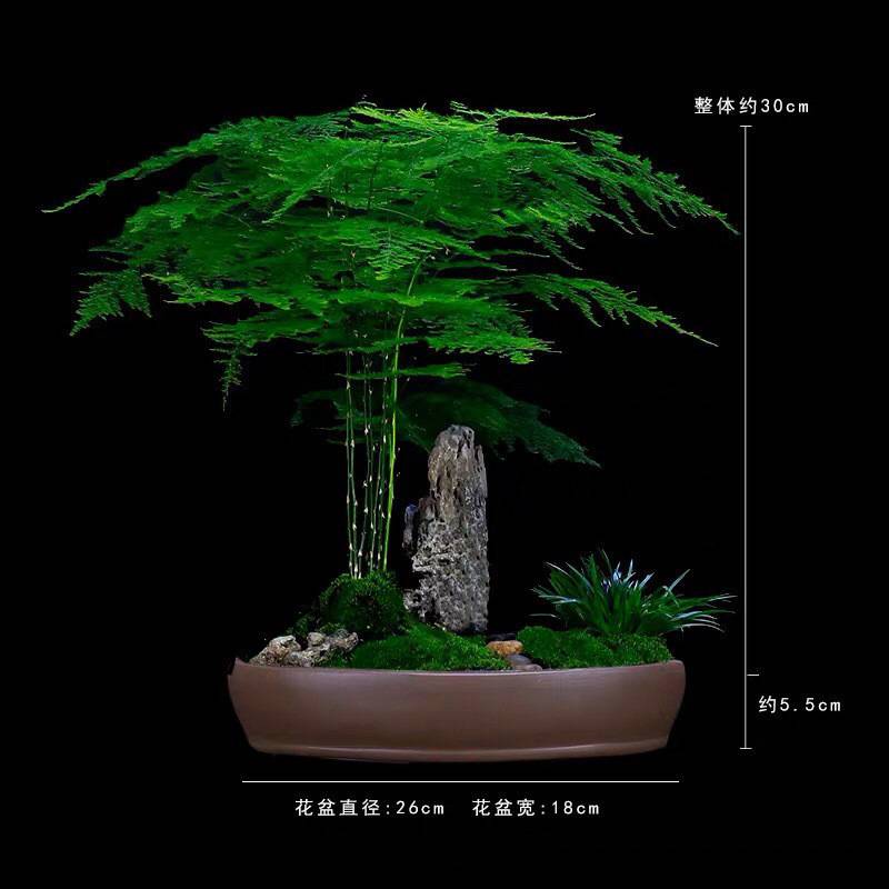 精品文竹盆栽室内花卉山水造型盆景植物客厅办公室绿植高档大盆景