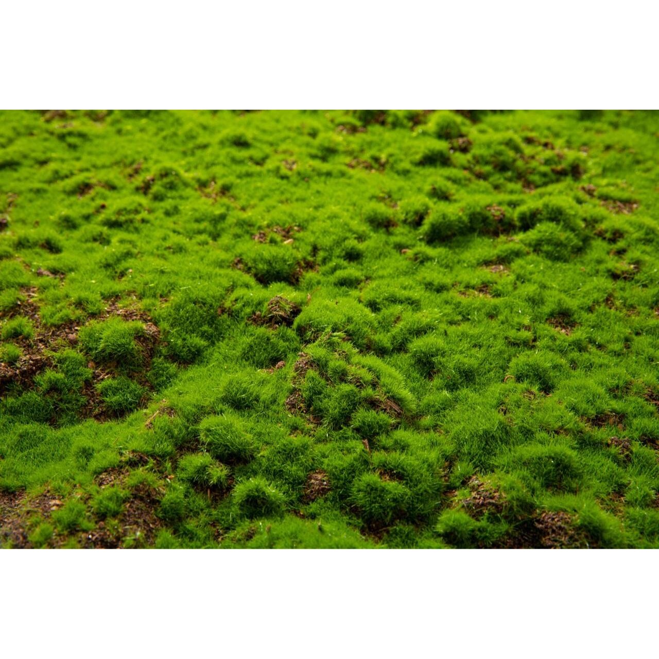 仿真草坪微景观造景装饰 仿真苔藓草坪假草坪植物墙绿植人造草坪