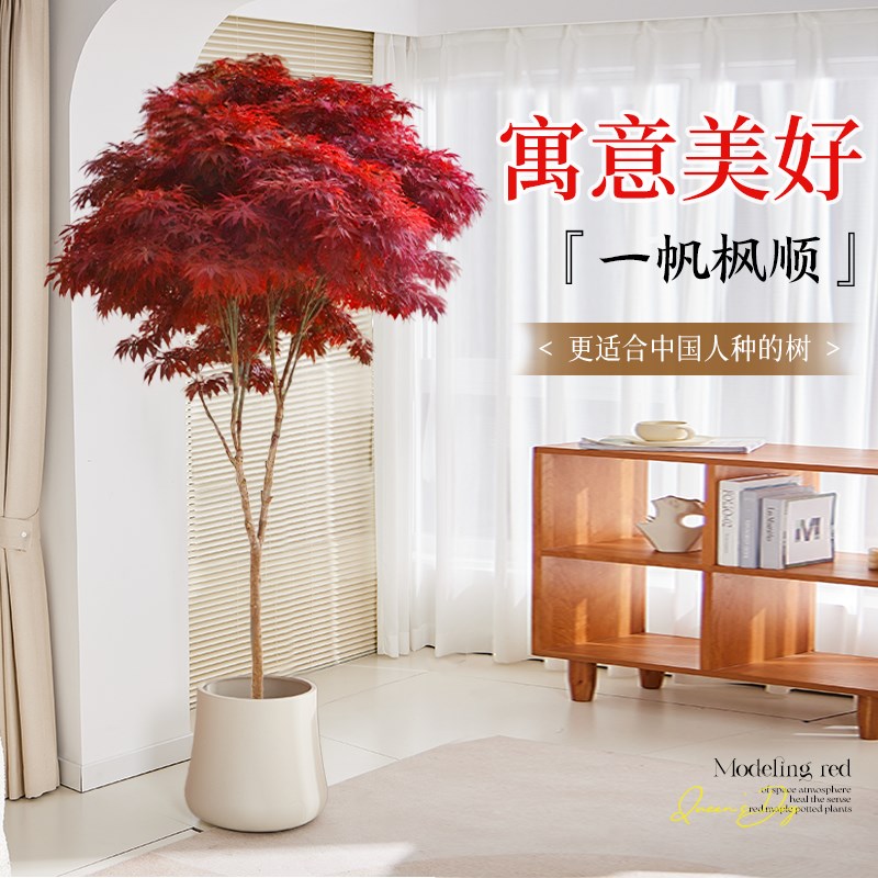 红枫树盆栽树苗红枫叶老桩盆景室内庭院大型植物客厅落地绿植耐寒
