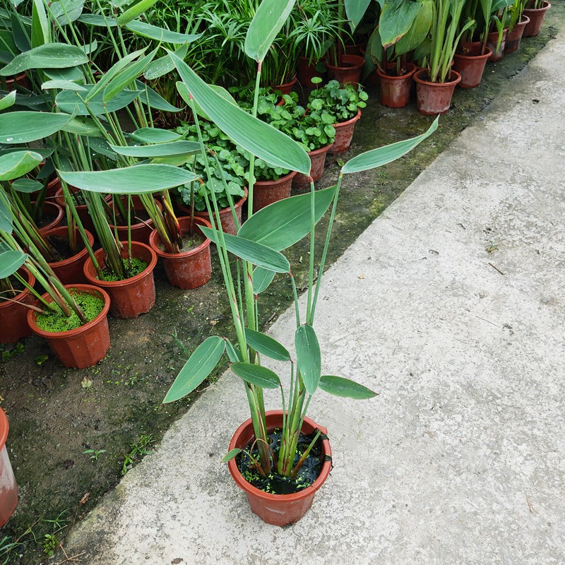 水生植物再力花盆栽庭院鱼塘水池水缸净化水质植物别墅造型水培花