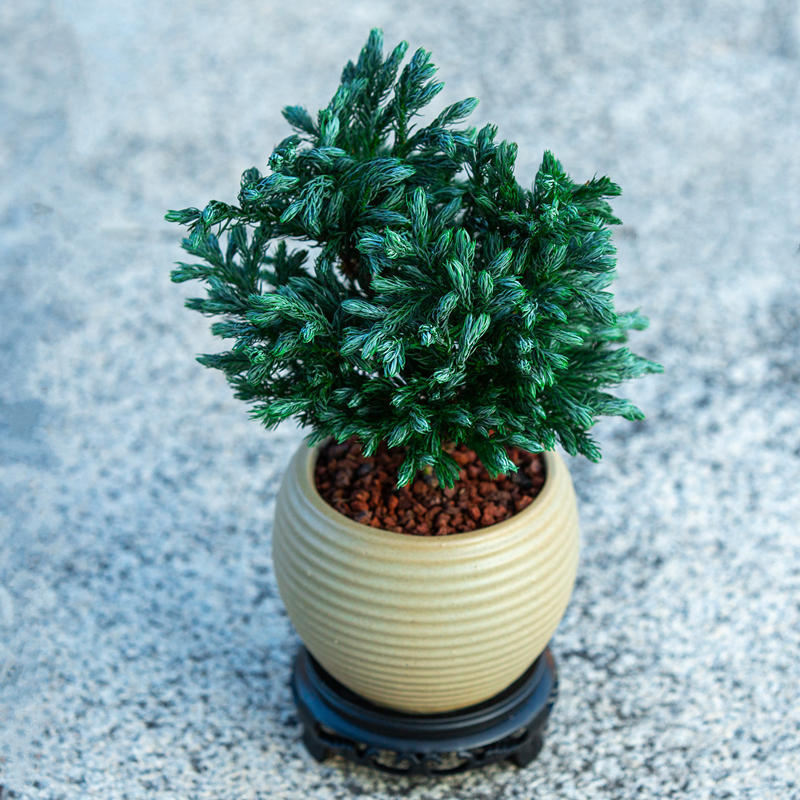 蓝湖柏盆栽室内客厅办公室茶几桌面盆景植物摆件净化空气花卉绿植