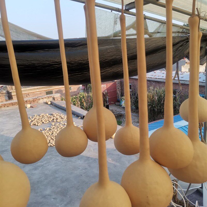 文玩葫芦摆件挂件天然大油锤单肚葫芦毛笔杆客厅卧室摆件墙壁挂件
