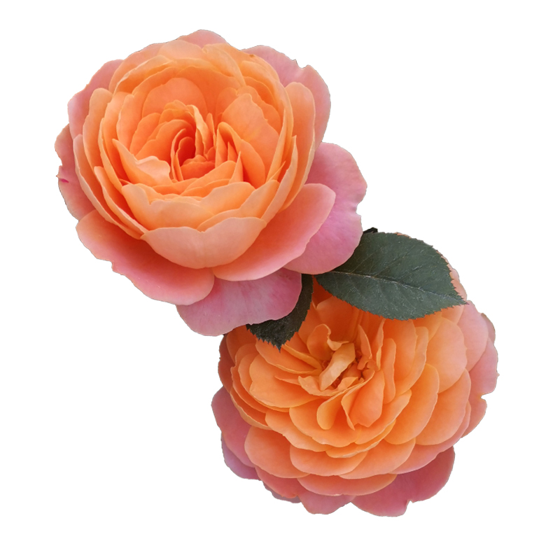 海蒂的花园果汁阳台直立丰花月季抗病勤开庭院露台花卉植物盆栽苗