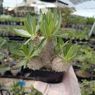 西巴女王Pachypodium densiflorum盆栽绿植园艺多肉块根