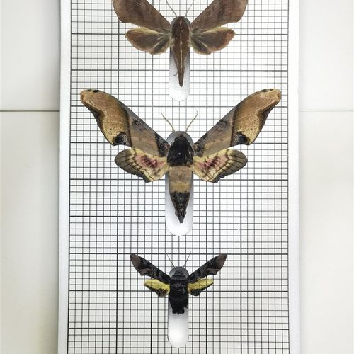 昆虫蛾类 展翅板15cm33cm 三槽适用于所有中大型天蛾大蚕蛾类