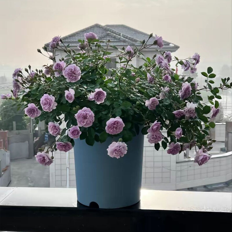 藤本月季蓝色阴雨花苗阳台庭院爬藤植物玫瑰花多季开蓝雨蔷薇花苗