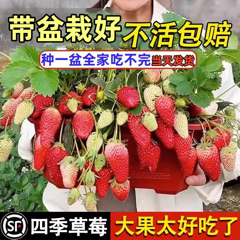 草莓苗四季盆栽食用带盆带土南方阳台奶油红颜种植苗当年结果秧苗
