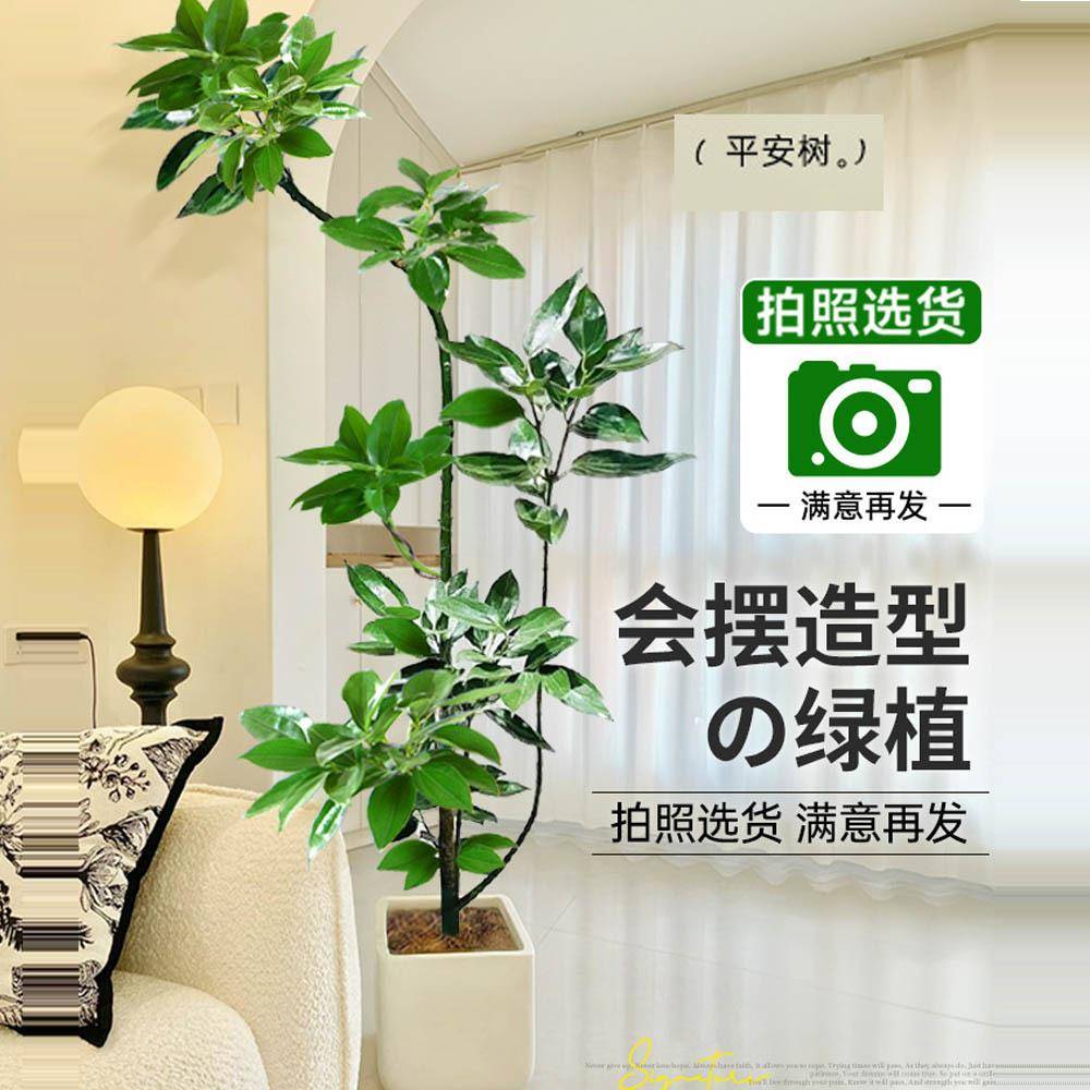 客厅大盆栽造型平安树绿植室内净化空气吸甲醛办公室客厅植物好养