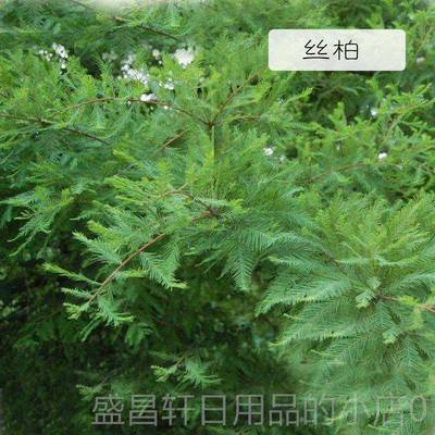 高档法国进0口丝柏精油3精ml收缩毛孔抗菌控油驱按虫香薰摩单方油