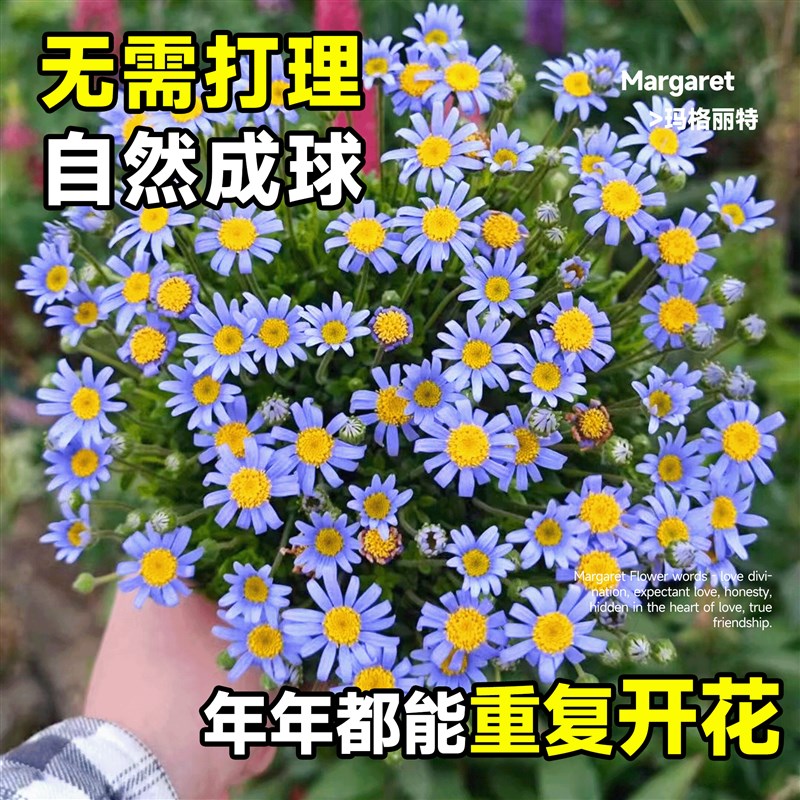 玛格丽特花苗菊花盆栽花卉植物室内外阳台四季开花耐寒耐冻好养活