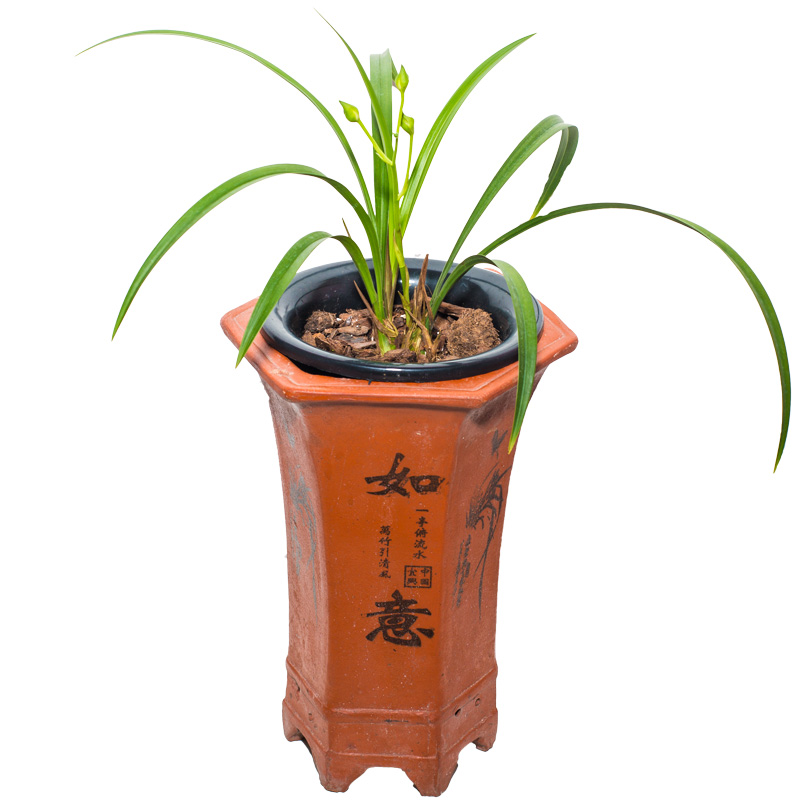 建兰梨山狮王兰花盆栽大众国兰场四季兰草浓香兰花苗带花苞兰草花