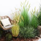 店橱窗装 含阳 仿真芦苇草狸尾草洋葱草盆栽露营风造景商场服装 饰