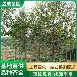 乐昌含笑基地直供绿化乔木市政园林景观苗木地径8-10公分乐昌含笑